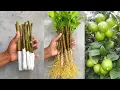 Download Lagu How to propagate lemon tree from cuttings with tissue paper || With 100% success