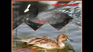 أقوى خلطه صوت الغر مع ابو زله 