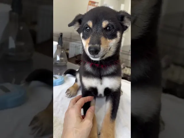 動画