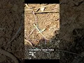 Download Lagu LINK Pembelian https://vt.tiktok.com/ZSD4o9HDd/