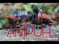 Download Lagu Suara pikat Pelanduk Topi Hitam.Pelanduk Semak