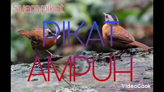 Download Suara pikat Pelanduk Topi Hitam.Pelanduk Semak MP3