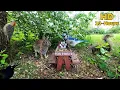 10-hour Dog Cat TV Bunnies Squirrels Birds chase each other around the honeysuckles