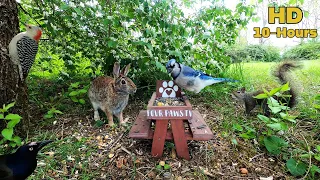10-hour Dog Cat TV Bunnies Squirrels Birds chase each other around the honeysuckles