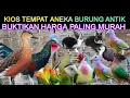 Download Lagu ⭐ GREBEK KIOS TEMPAT ANEKA BURUNG ANTIK \u0026 UNIK BUAT DI AVIARY DI PASAR BURUNG PRAMUKA HARI INI