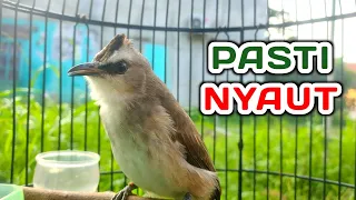 suara trucuk memanggil teman cocok untuk pancingan trucukan macet bunyi