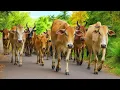 Lagu Kerumunan sapi beramai ramai Pulang menuju kandang, Suara Sapi Moo, Sapi Lucu bersama penggembala