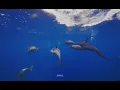 California Dolphin Pod macOS Sonoma Under Water screensaver or wallpaper