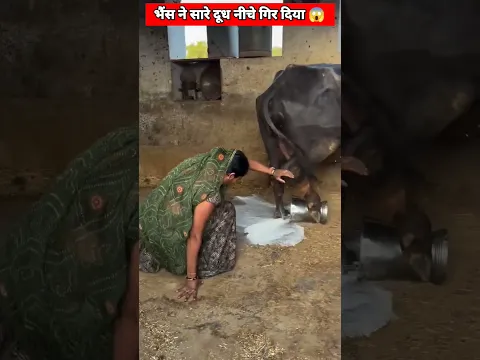 भैंस ने सारे दूध नीचे गिर दिया 😱 #youtubeshorts