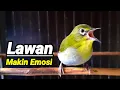 Download Lagu Awas Lawan Makin Emosi ⁉️ Suara Bikin Bahan Pleci Ngalas Ampuh Pleci Bustomi Gacor (30/10/21)
