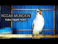 Download Lagu trucukan gacor NGEKEK ROPEL PANJANG pancingan trucukan agar bunyi JADIKAN burung trucuk gacor NYAUT