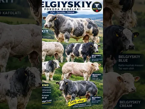 😱BELGIYSKIY poroda buqalarni rasmlarini zo‘rlaridan!!! 👍👍👍 #simmental #limuzin