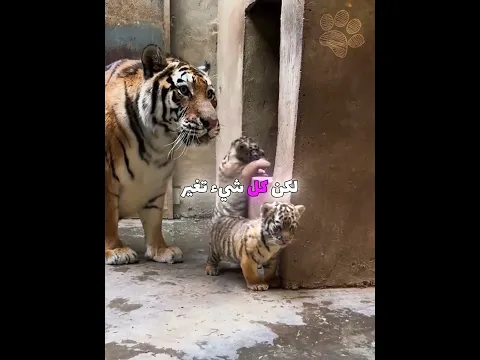 نمر يتيم تربيه دببة فيتعلق بهم 🐯 #shorts