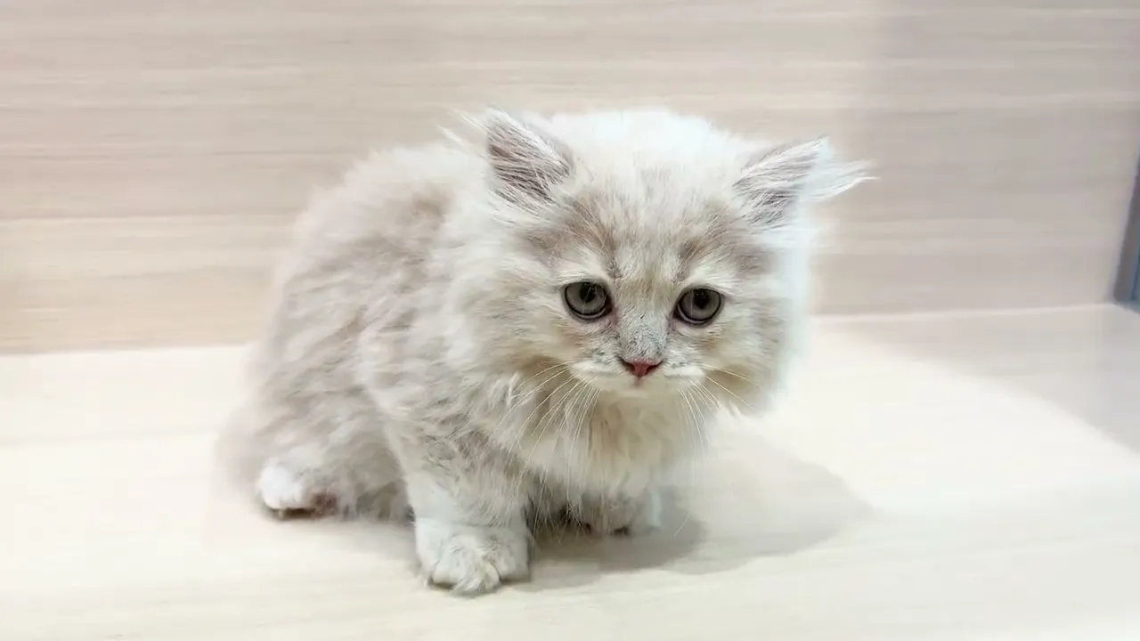 動画