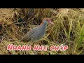 Download Lagu Tiếng chằng nghịch con gọi mẹ