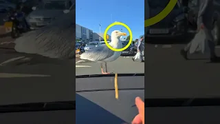 طائر النورس لق ن هذا الشاب درس ا طريف ا 