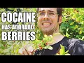 COCA PLANT Where Cocaine Comes From - Weird Fruit Explorer
