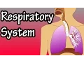 Respiratory System - How The Respiratory System Works