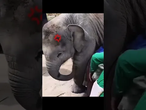 This Baby Elephant Wouldn’t Let Anyone Bully His Dad 🐘❤️
