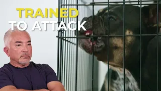 hey Accidentally Trained Their Pit Bull-Frenchie Mix to Bite | Better Human Better Dog | S05E07