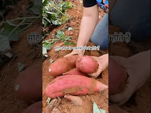 आखिर मोटे और बड़े शकरकंद कैसे होते हैं।। #shorts #youtubeshorts #vegetables #farming #farm