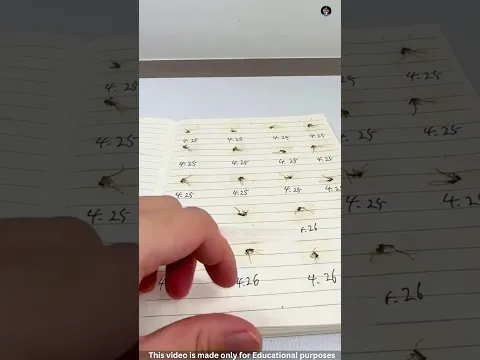 🦟 The Most Insane Experiments Ever Done on Mosquitoes 🤯 🔥