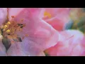 urï (Visualiser) - Goldbæk
