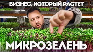 Я приехал на ферму микрозелени и показал, как здесь делают деньги. Бизнес на микрозелени