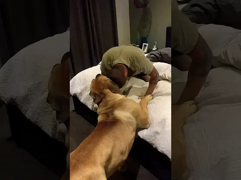Huge Puppy Playtime #trending #shorts #dog #puppy