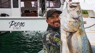Spearfishing from our Sailboat Catamaran, does it get any better? Mulloway  (Sailing Popao) Ep.27
