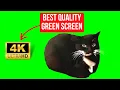 Maxwell The Cat Dancing Green Screen 4k 60 FPS