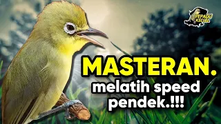 masteran kecial kuning efektif melatih speed pendek kecial kuning anda pepadu kecial