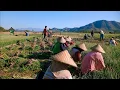 Download Lagu Panen bawang merah asli bima ||| bawang merah jenis fhilipina yang paling cocok di daerah bima
