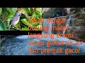 Download Lagu Masteran burung prenjak di sertai suara gemercik air