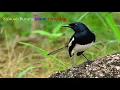 Kicauan Merdu Burung Murai Kampung