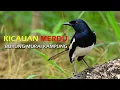 Download Lagu Kicauan Merdu Burung Murai Kampung