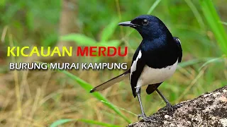 kicauan merdu burung murai kampung