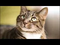 Download Lagu Suara Kucing