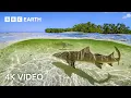 Lagu Stunning 4K Underwater Nature Footage | BBC Earth
