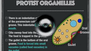 Protista Cells PP