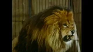 jerry lewis jerry the lion tamer