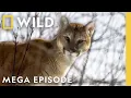 Download Lagu America the Beautiful: Wildlife Heartlands | MEGA EPISODE | National Geographic