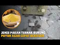 Download Lagu JENIS PAKAN TERNAK BURUNG PUYUH AGAR CEPAT BERTELUR