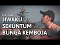Download Lagu JIWAKU SEKUNTUM BUNGA KEMBOJA - PANJI SAKTI | COVER BY PRAKASHA 