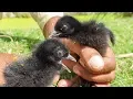 Download Lagu White breasted waterhen Chicks Sounds