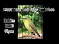 Download Lagu Masteran pleci tembakan nobita+kunti+cigun#masteranpleci #masteranburung #pleci