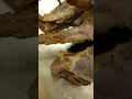 Muscles of the mink leg for BIO 343