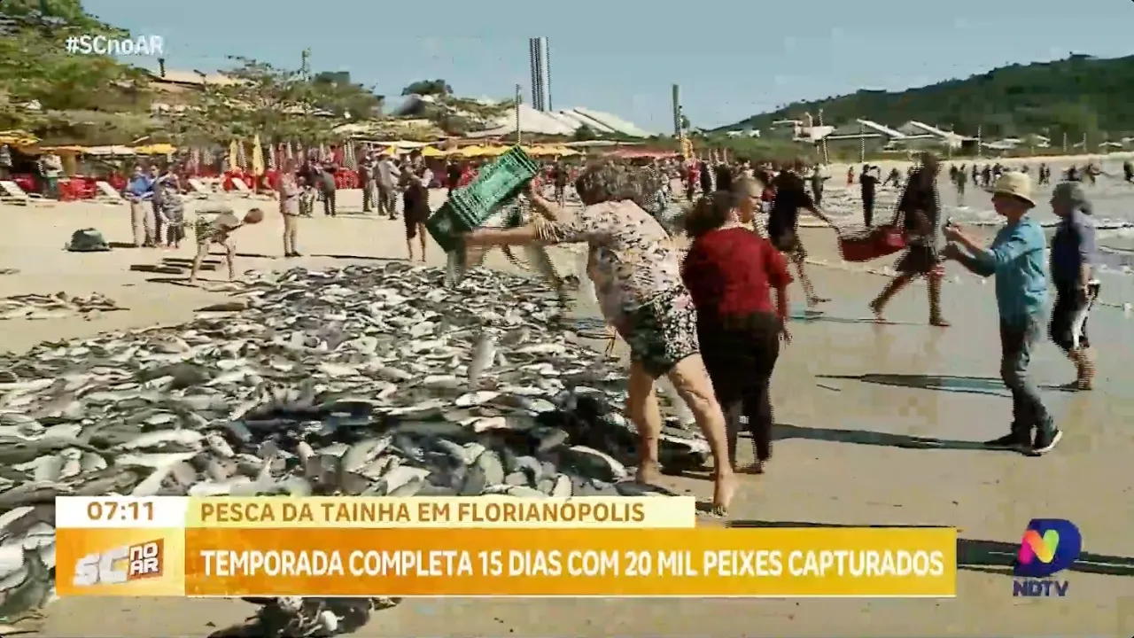 Temporada de pesca da tainha completa 15 dias; Florianópolis captura quase 20 mil peixes