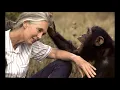 Talk to the Animals SAMMY DAVIS Wildlife LION Jane Goodall CHIMP Baboon LLAMA Hippo RHINO Kookaburra