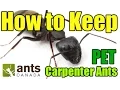 Carpenter Ants Camponotus AntsCanada Tutorial